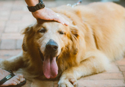 Le 5 mosse per vacanze serene con cane e gatto